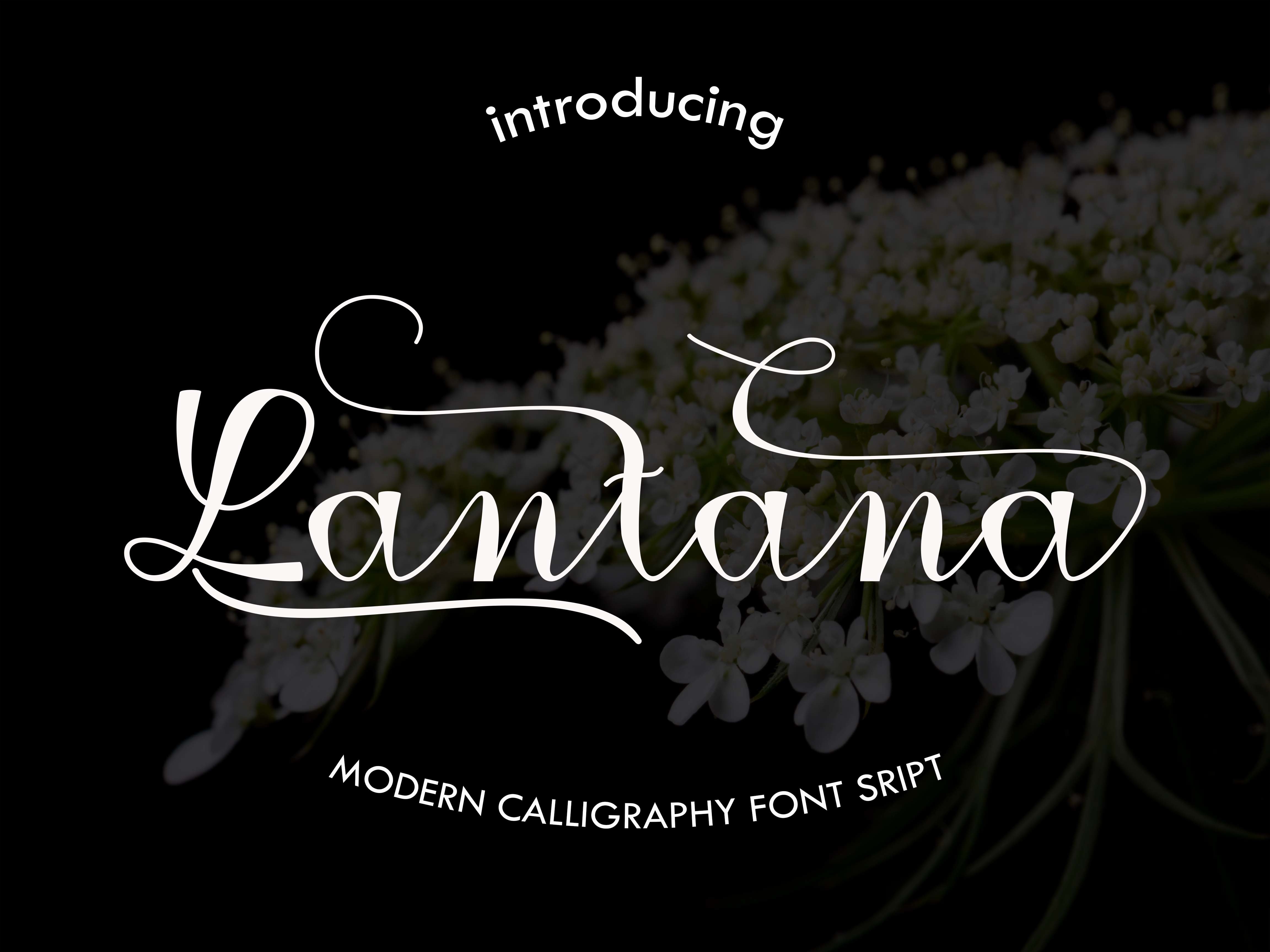 Download Lantana Font Free - Charming & Versatile Typeface