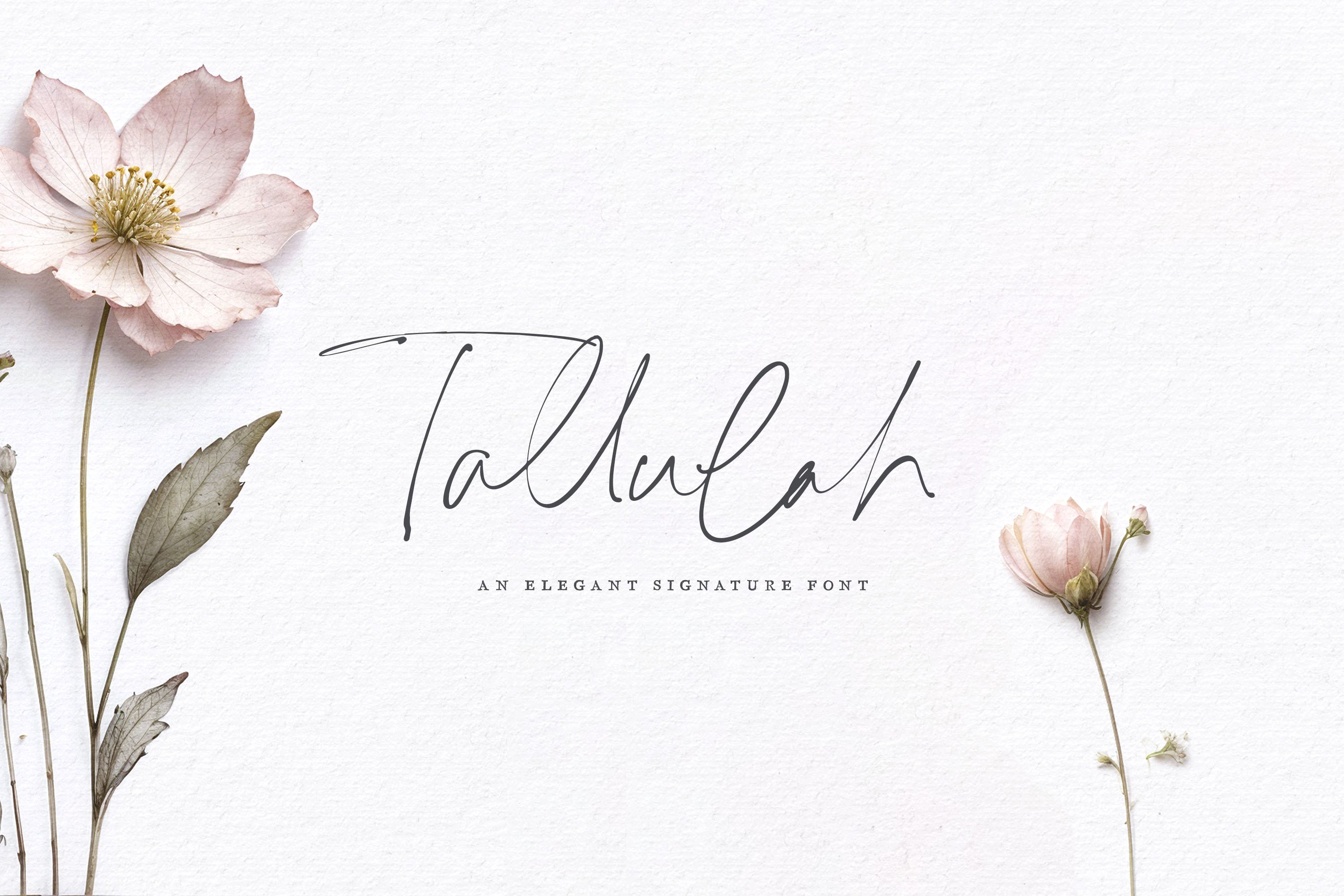 Download Tallulah Brush Font Free - Charming Brush Script Style