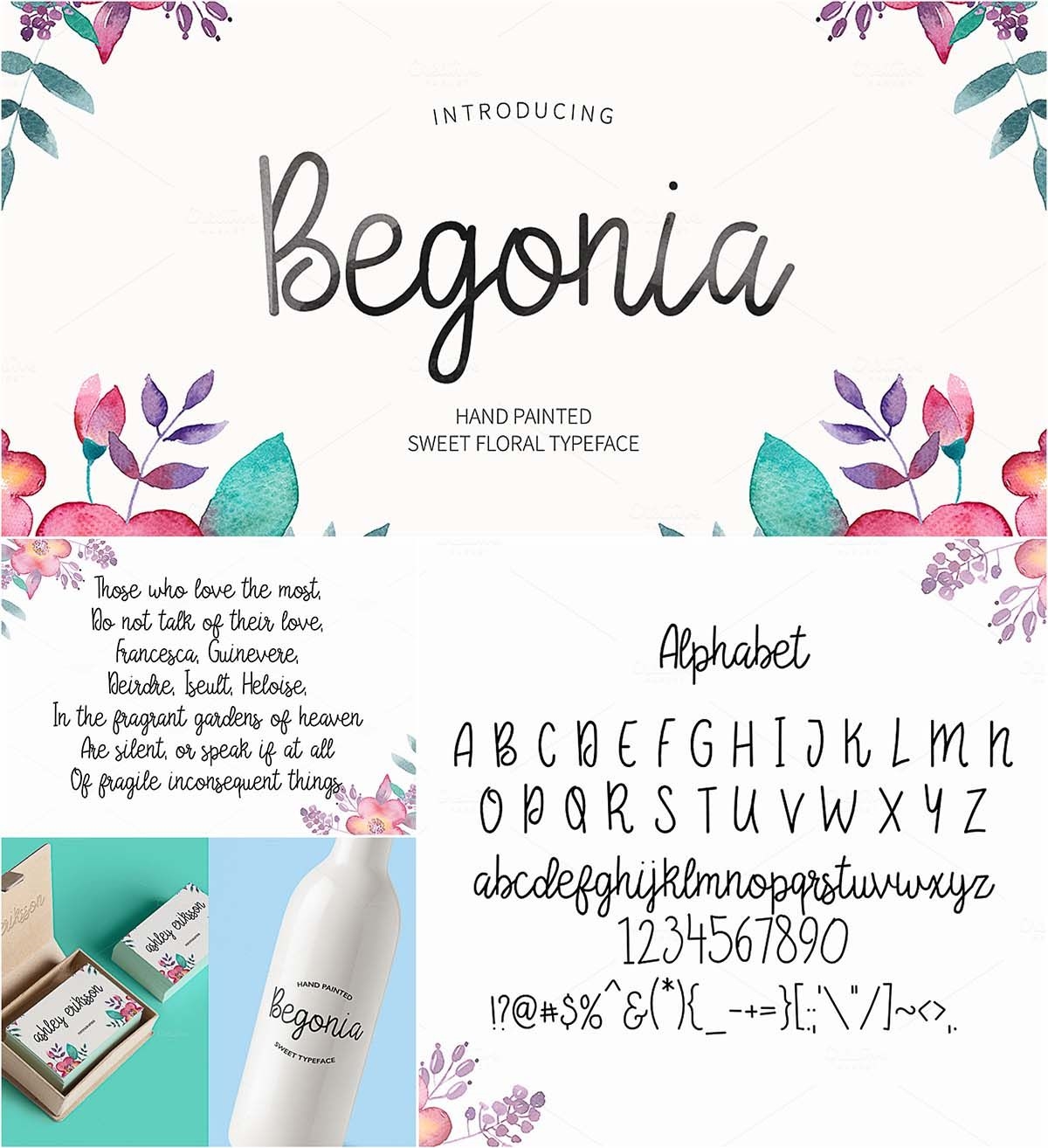 Begonia 