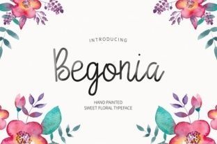 Begonia 