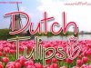 Dutch Tulips